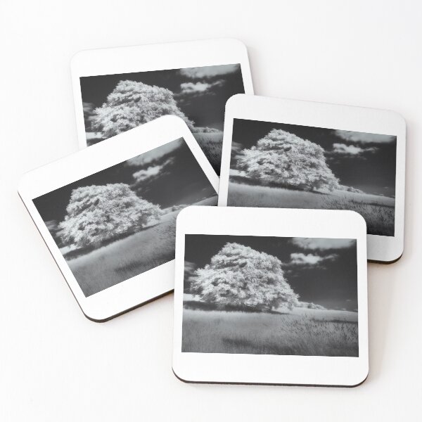 Back to the beech Coasters (Set of 4)
