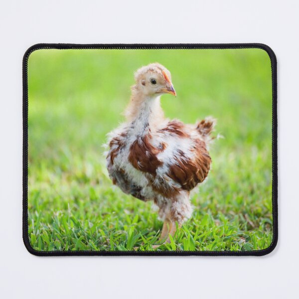 Item preview, Baby Chicken designed and sold by Leslie Banks.