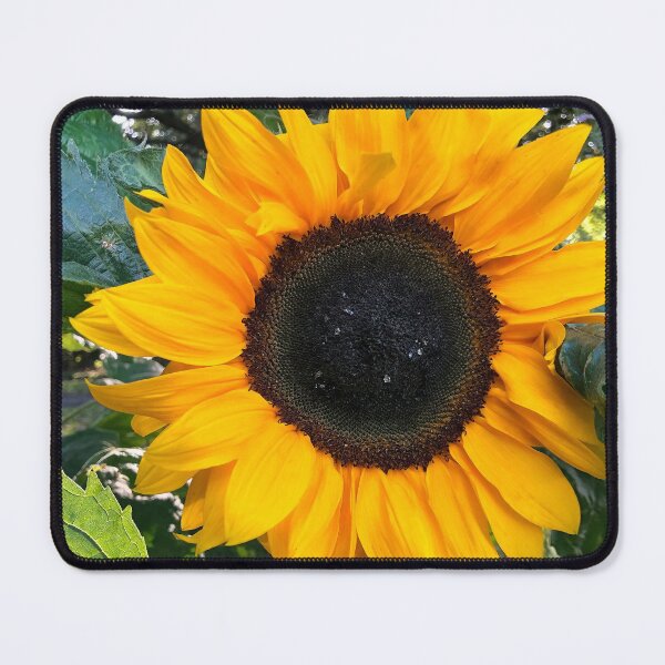 Item preview, Sunflower macro designed and sold by Violaman.