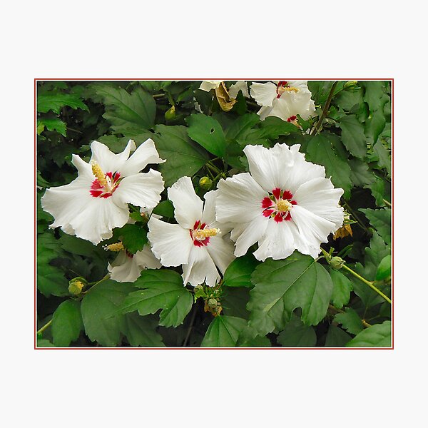 Item preview, BLOOMING TRIO designed and sold by ronsaunders47.