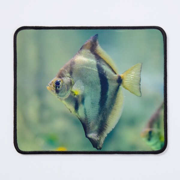 Item preview, African moony swimming in glass fish tank designed and sold by lena-maximova.