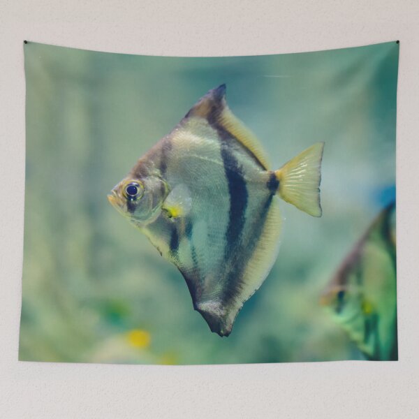 Item preview, African moony swimming in glass fish tank designed and sold by lena-maximova.
