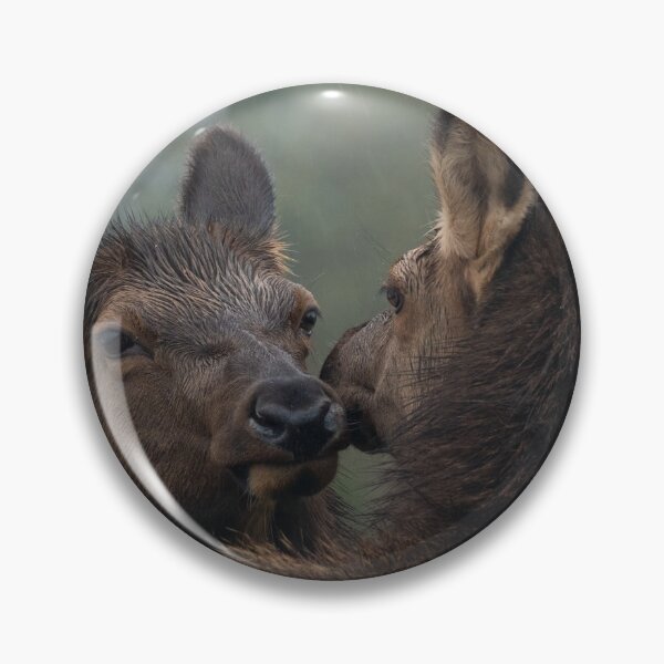 Item preview, Roosevelt Elk cows nuzzling Oregon Coast Astoria. designed and sold by Steven Holt.