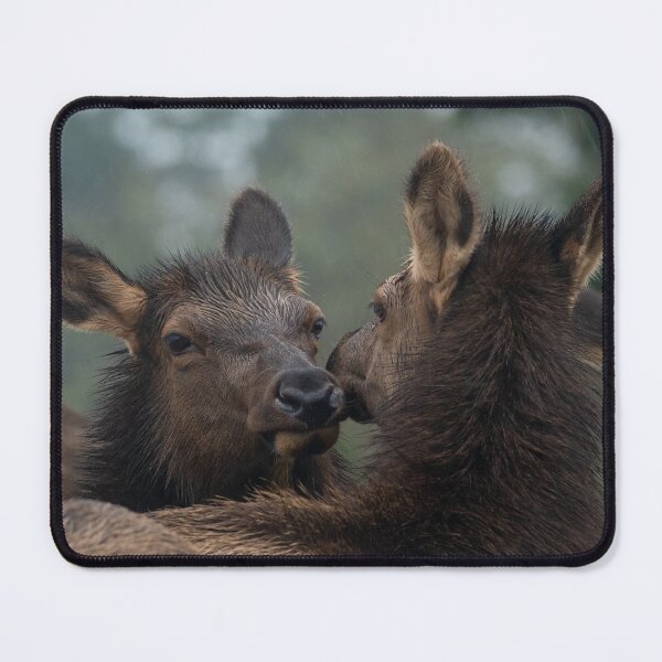 Item preview, Roosevelt Elk cows nuzzling Oregon Coast Astoria. designed and sold by Steven Holt.