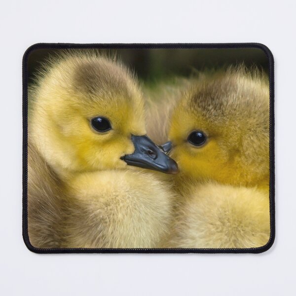 Item preview, Cute Little Ducklings  designed and sold by Michelle Moss.