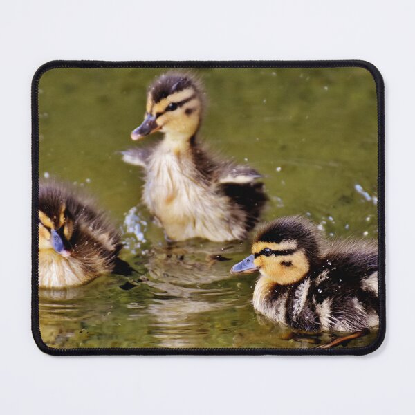 Item preview, Cute Little Ducklings  designed and sold by Michelle Moss.