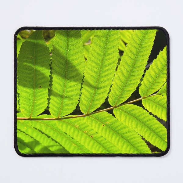 Item preview, Staghorn Sumac leaves. by Lorraine (My Joy) designed and sold by Lorraine Lashley - My Joy..