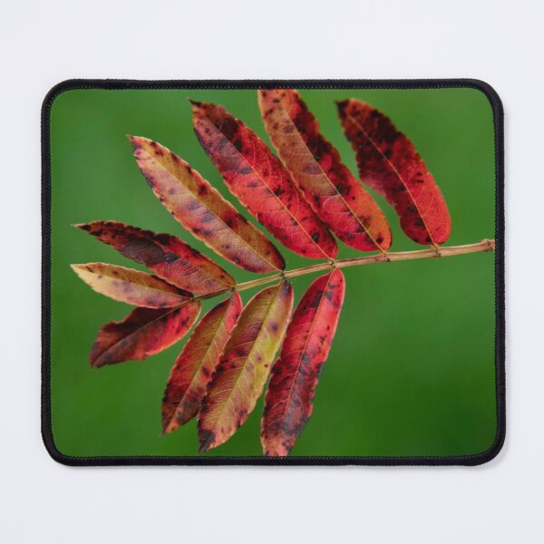 Item preview, Autumn designed and sold by Mickey Rooney.