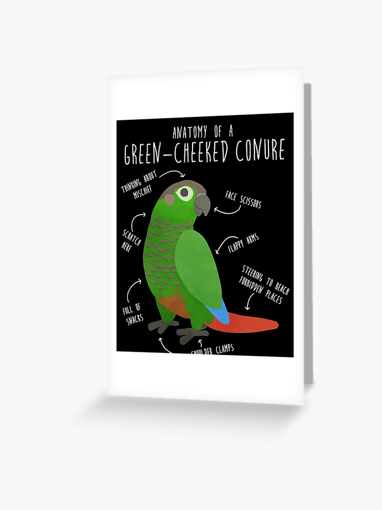 Green Cheek Conure Anatomy Greeting Card for Sale by Clara