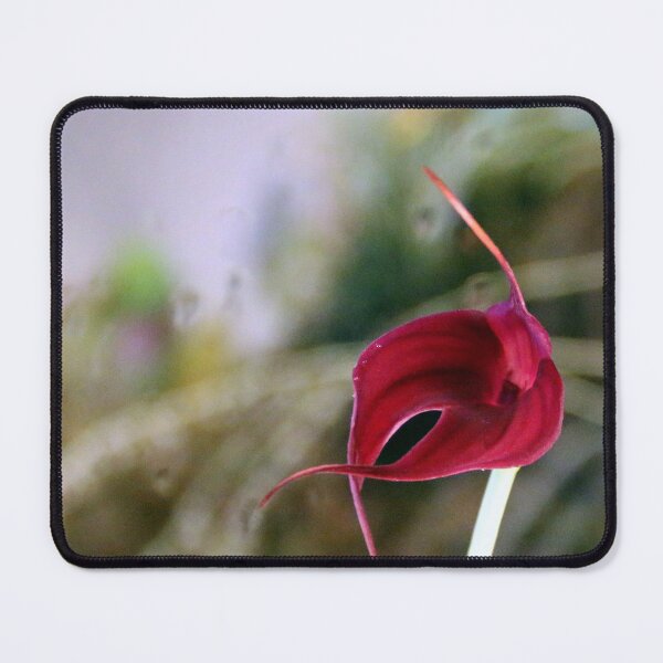 Item preview, A Misty Masdevallia designed and sold by Michael May.