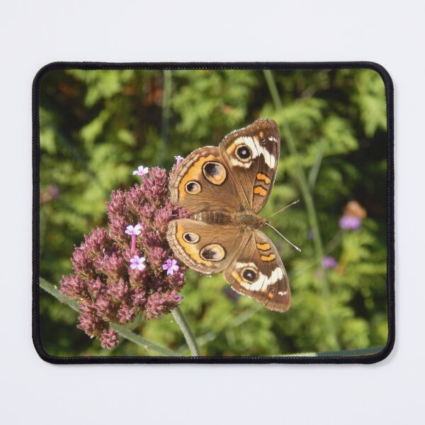 Item preview, Common Buckeye Butterfly designed and sold by Kathleen Brant.