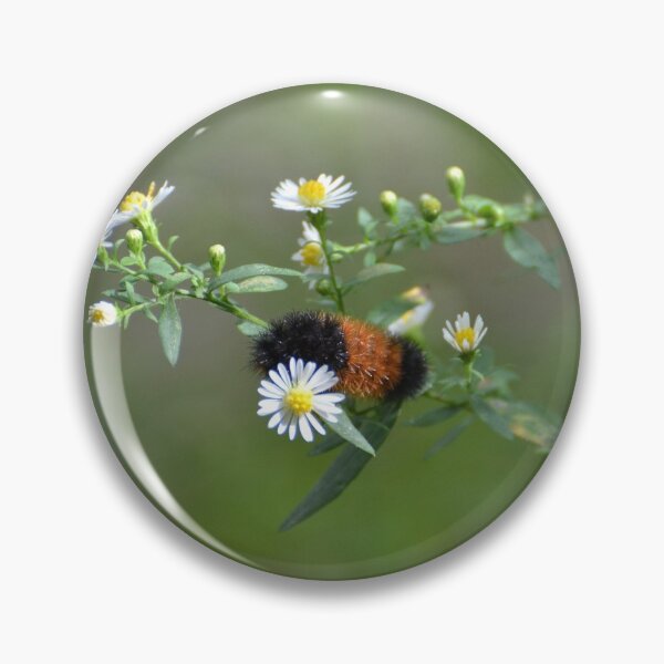 Item preview, Banded Woolly Bear Caterpillar designed and sold by Kathleen Brant.