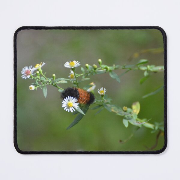 Item preview, Banded Woolly Bear Caterpillar designed and sold by Kathleen Brant.