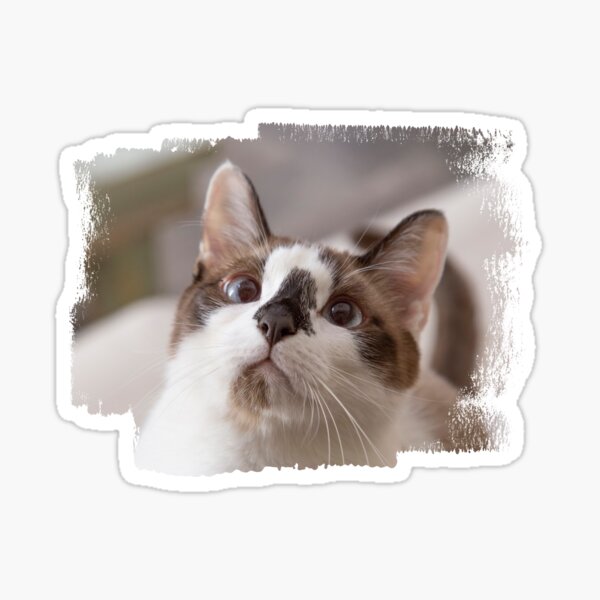 Whiskers Meme Sticker Aegean cat, meme, face, cat Like Mammal