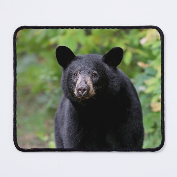 Item preview, Black Bear designed and sold by mlorenz.