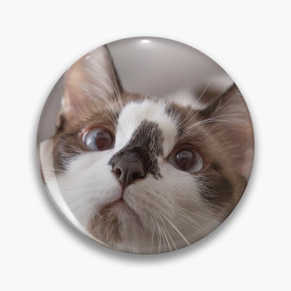 Item preview, Incredibly Cute Snowshoe Cat designed and sold by Elisabeth Lucas.