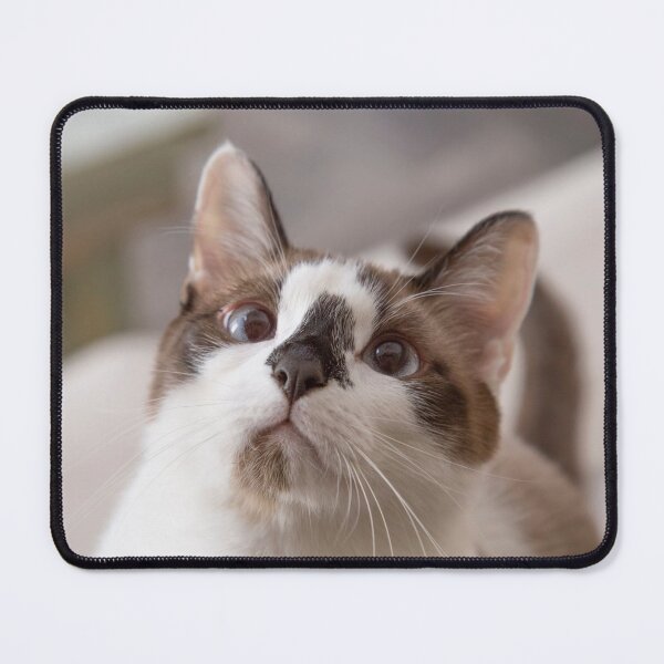 Item preview, Incredibly Cute Snowshoe Cat designed and sold by Elisabeth Lucas.