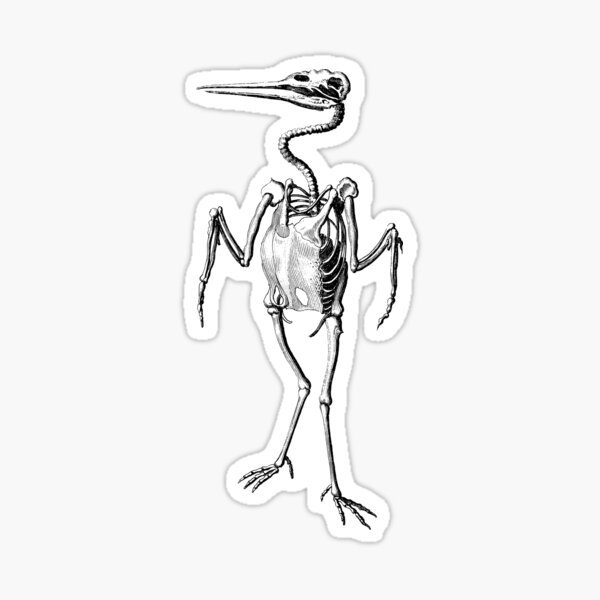 Item preview, Pterosaurs Skeleton designed and sold by Orangegrph.