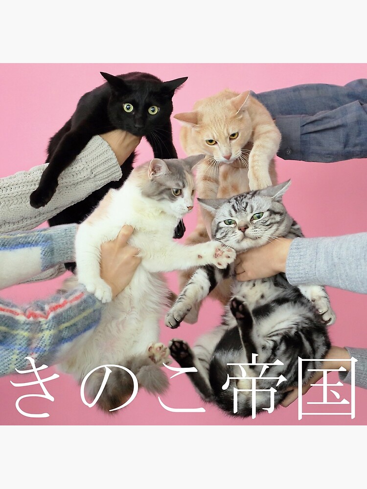 Kinoko Teikoku (きのこ帝国) - Neko to Allergy (猫とアレルギー