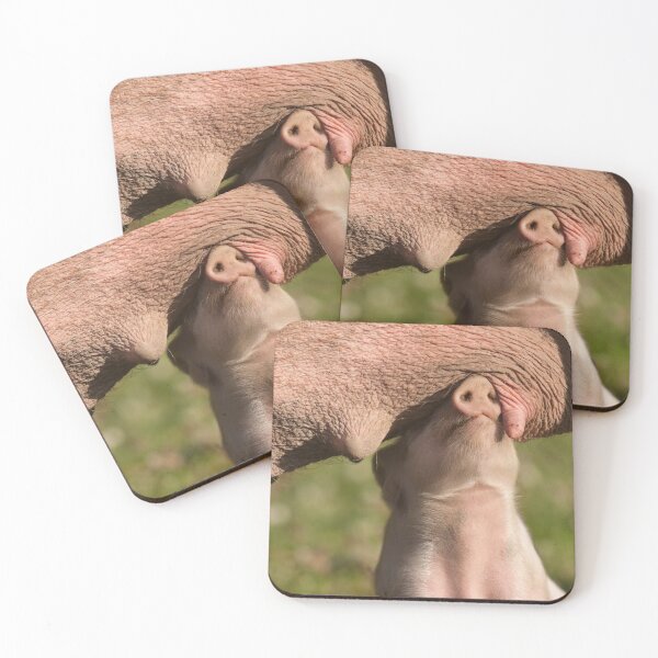 Item preview, Cute Piglet sees no evil while searching for a teat designed and sold by Steven Holt.