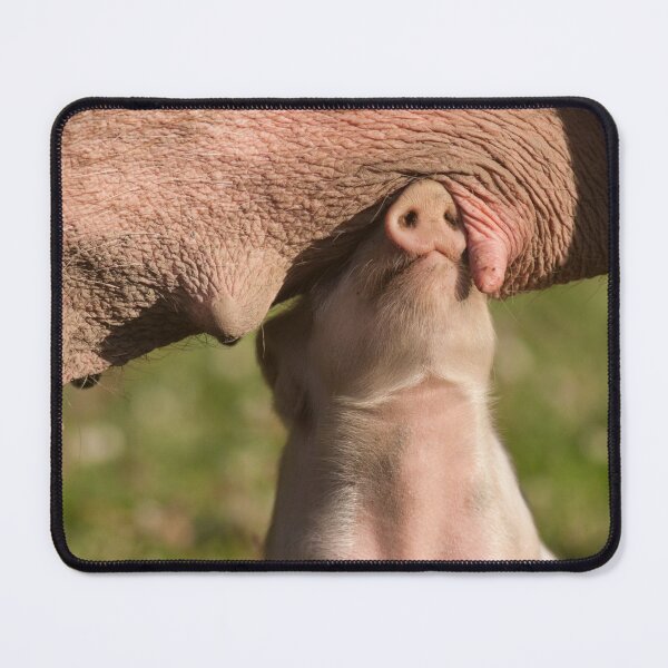 Item preview, Cute Piglet sees no evil while searching for a teat designed and sold by Steven Holt.