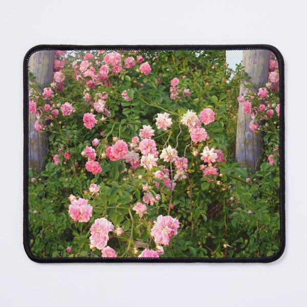 Item preview, Dorothy Perkins Vintage Rambling Pink Rose Photo designed and sold by Sarah  Rajkotwala.