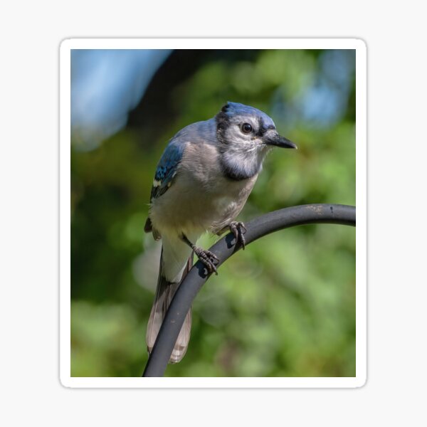 tattoo of a California scrub jay, chibi, miniature,, Stable Diffusion