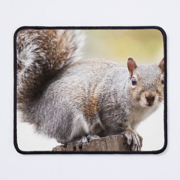 Item preview, Squirrel designed and sold by Leslie Banks.