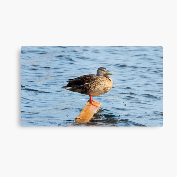 Female Mallard Duck Standing On A Block Of Wood Metal Print