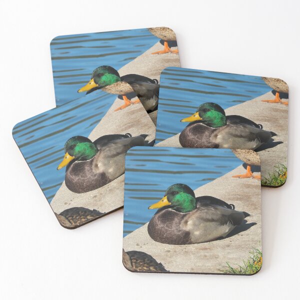 Item preview, Male Mallard Duck Resting By The Pond designed and sold by BackyardBirder.