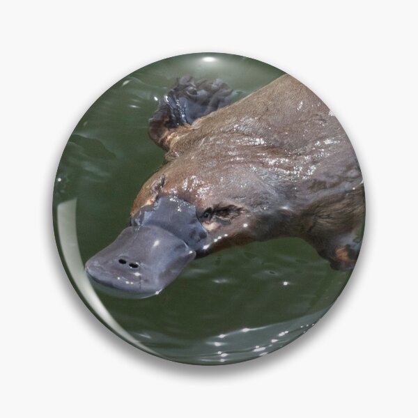 Item preview, Deloraine Platypus designed and sold by Leeo.
