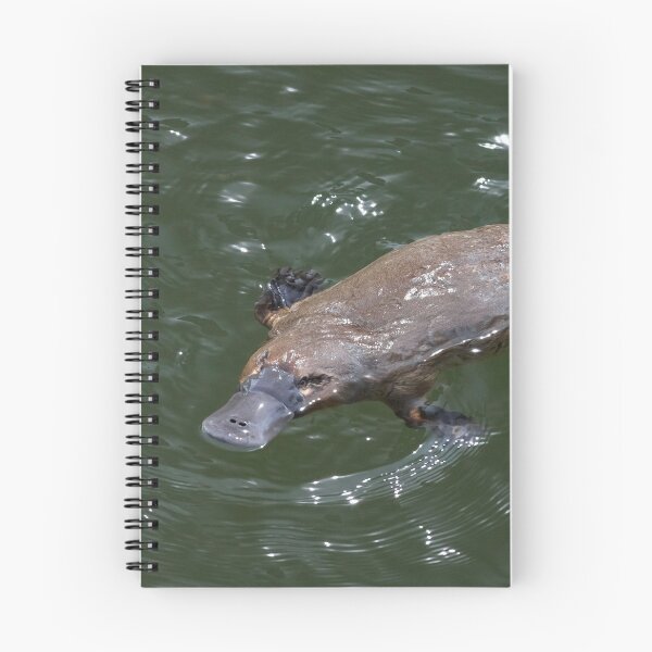 Item preview, Deloraine Platypus designed and sold by Leeo.