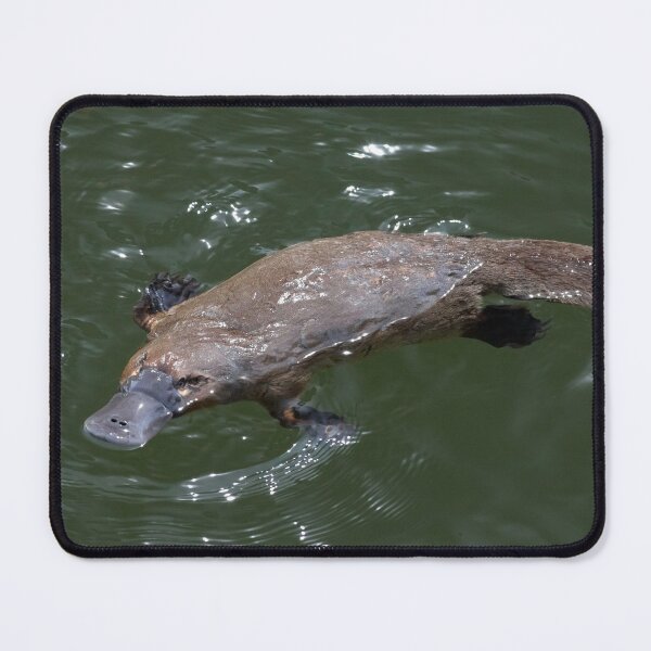 Item preview, Deloraine Platypus designed and sold by Leeo.