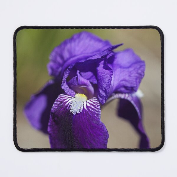 Item preview, Rich And Purple Bearded Iris designed and sold by Joy Watson - Natural Light Photography .