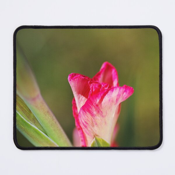Item preview, Gladiolus Pink Bud  designed and sold by Joy Watson - Natural Light Photography .