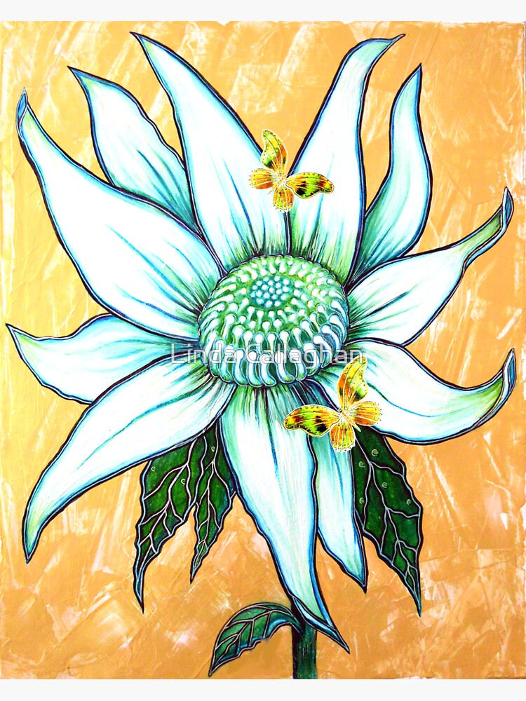 "White Waratah and Butterflies" Sticker for Sale by LindArt1 Redbubble