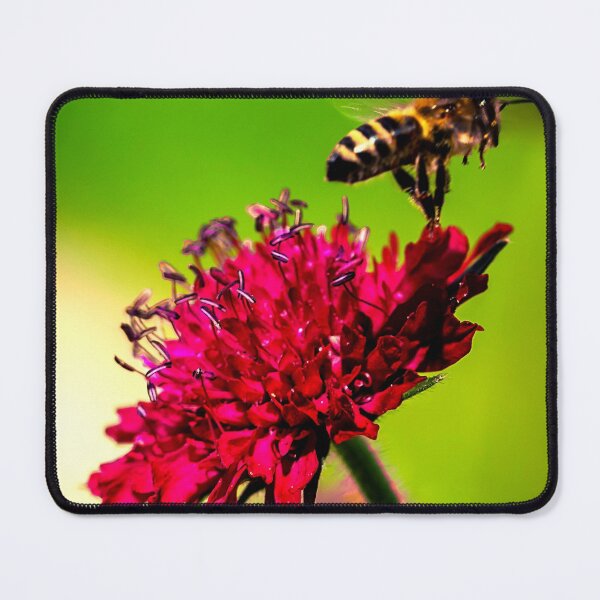 Item preview, bee photo with high resolution quality designed and sold by Allyouneed-2.
