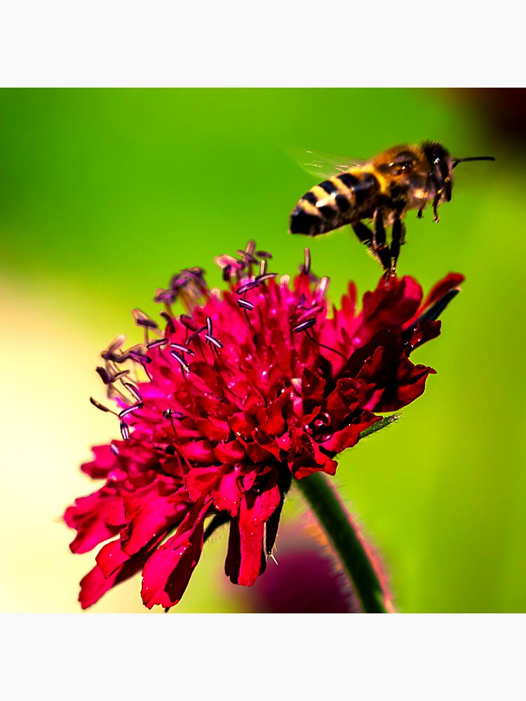 "bee Photo With High Resolution Quality" Sticker For Sale By Allyouneed ...