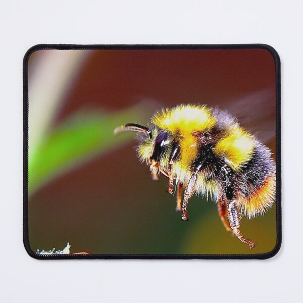 Item preview, bee photo with high resolution quality designed and sold by Allyouneed-2.