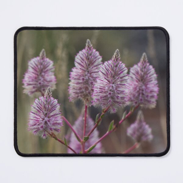 Item preview, Mulla Mulla - Western Australian wildflower designed and sold by Life Images by Jill .