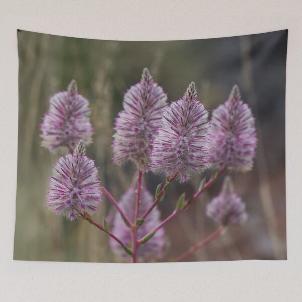 Item preview, Mulla Mulla - Western Australian wildflower designed and sold by Life Images by Jill .