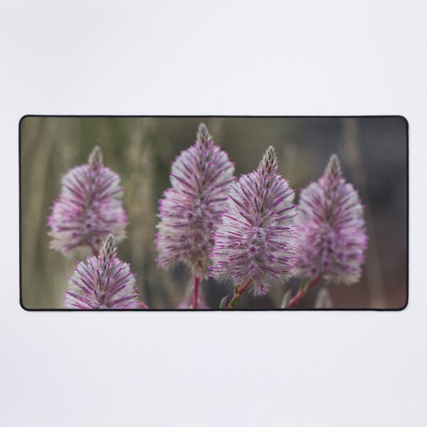 Item preview, Mulla Mulla - Western Australian wildflower designed and sold by Life Images by Jill .