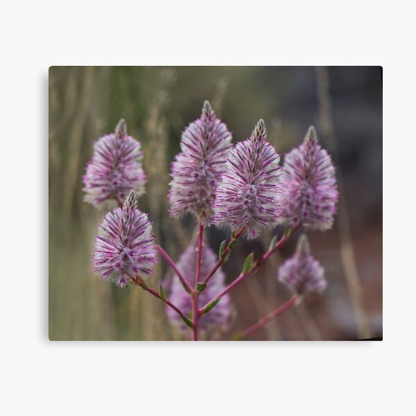 Item preview, Mulla Mulla - Western Australian wildflower designed and sold by Life Images by Jill .
