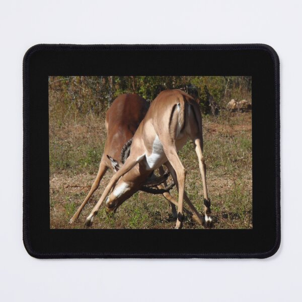 Item preview, Impala duelling designed and sold by LivWildlife.