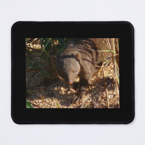 Item preview, Dwarf Mongoose designed and sold by LivWildlife.