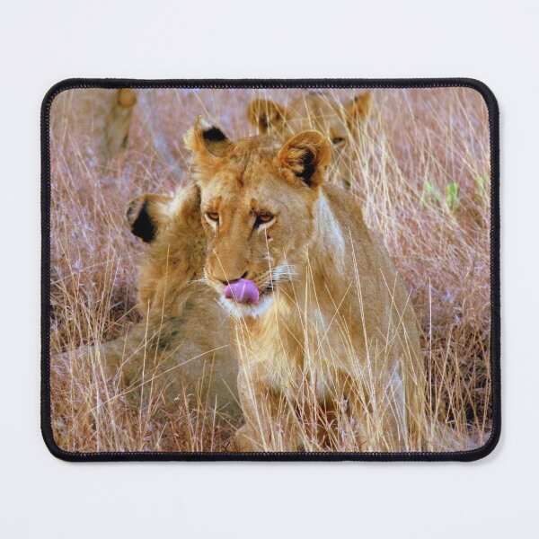 Item preview, Mmmm wonder whats for dinner.......Olifants West Nature Reserve, Balule, South Africa designed and sold by LivWildlife.