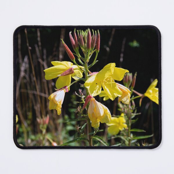 Item preview, Evening Primrose designed and sold by Kezzles.