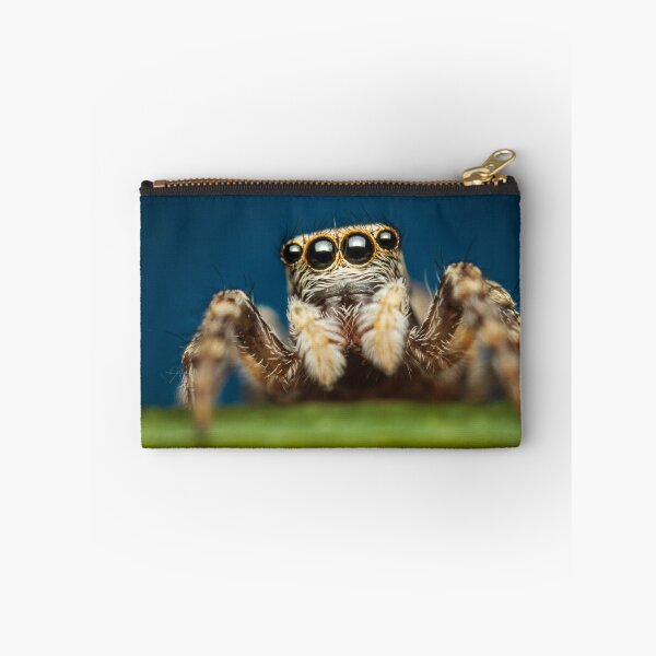 Item preview, Pseudeuophrys erratica jumping spider photo designed and sold by Mario Cehulic.