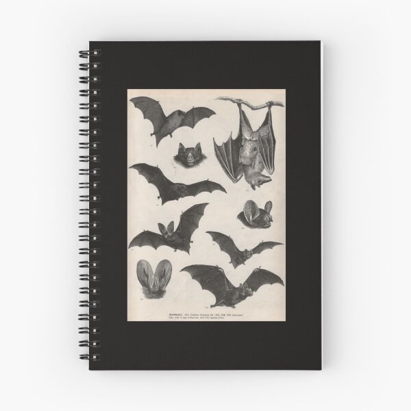 Item preview, illustrations de chauve-souris victorienne vintage Poster designed and sold by HortonHarmon17.
