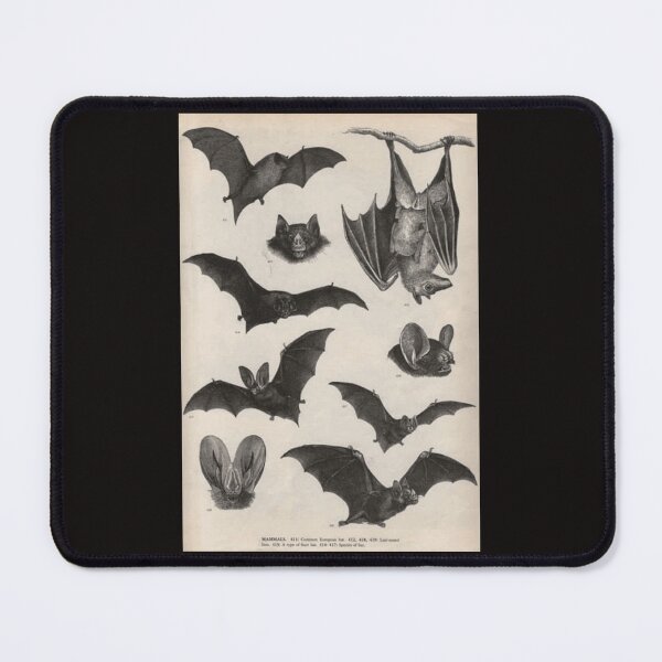 Item preview, illustrations de chauve-souris victorienne vintage Poster designed and sold by HortonHarmon17.